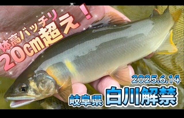 【岐阜】白川 解禁解禁！解禁から20㎝超え！！【2025.6.14】