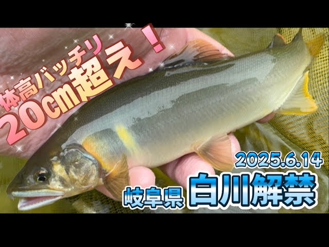 【岐阜】白川 解禁解禁！解禁から20㎝超え！！【2025.6.14】
