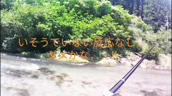 【2025年鮎釣り】　古希 じぃじぃアユ解禁　釣行(高見川)＃1