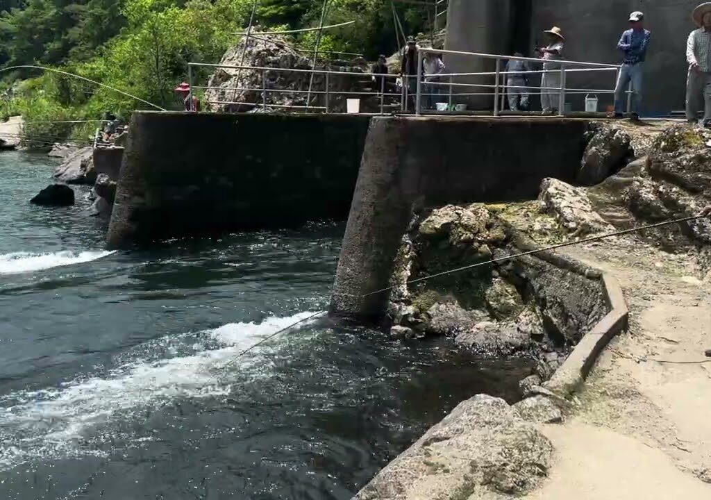 2025仁淀川鮎釣り解禁
