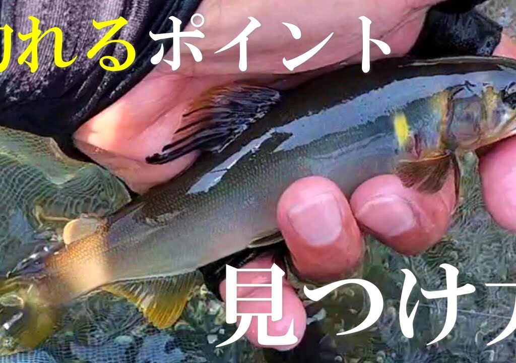 鮎釣り2025　初期、渇水、ポイントを読む／長良川郡上