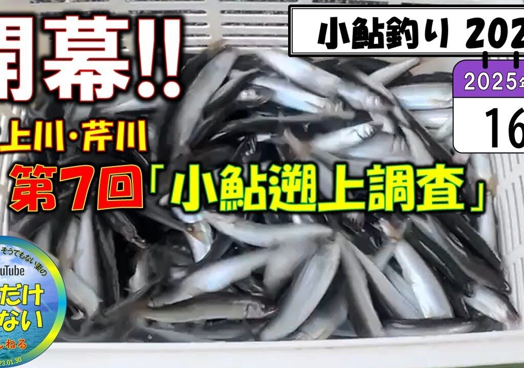 【小鮎釣り2025】第７回「小鮎遡上調査」、滋賀・湖東二川（芹川・犬上川）