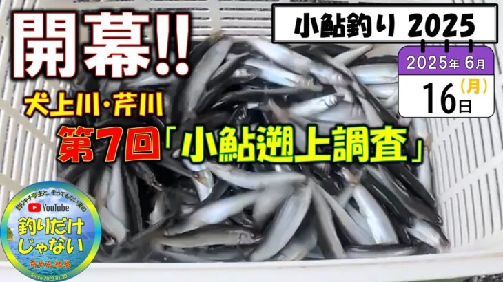 【小鮎釣り2025】第７回「小鮎遡上調査」、滋賀・湖東二川（芹川・犬上川）