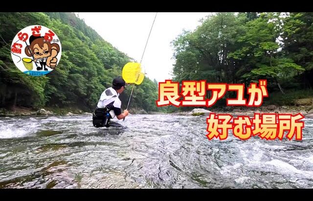 良型アユが好む場所【鮎釣り2025】馬瀬川上流