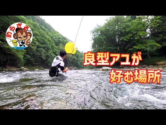 良型アユが好む場所【鮎釣り2025】馬瀬川上流