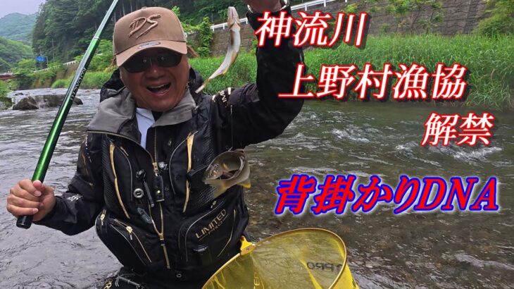 【2025鮎釣り】神流川 上野村漁協 鮎釣り解禁で話題の背掛かりDNA鮎を釣る❗