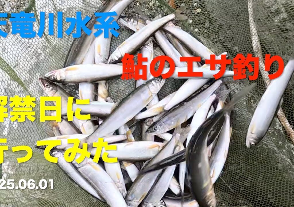 【鮎釣り】天竜川水系 エサ釣りで鮎狙ってみた 2025.06.01