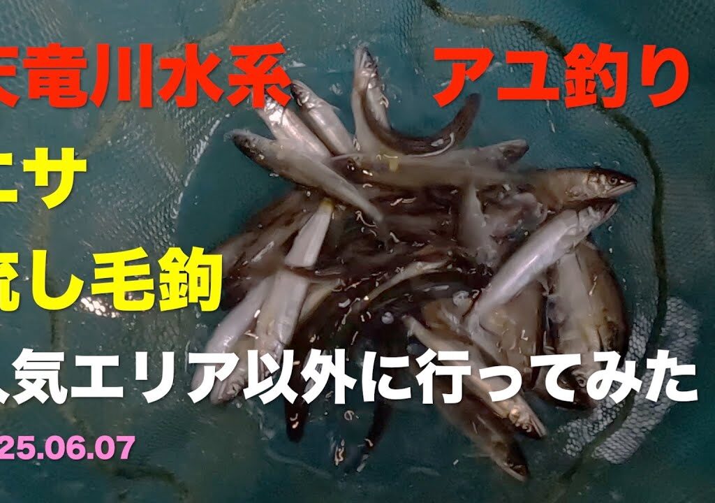 【鮎釣り】静岡県 天竜川 エサ＆流し毛鉤でアユ狙ってみた 2025.06.07