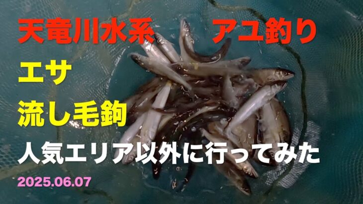 【鮎釣り】静岡県 天竜川 エサ＆流し毛鉤でアユ狙ってみた 2025.06.07