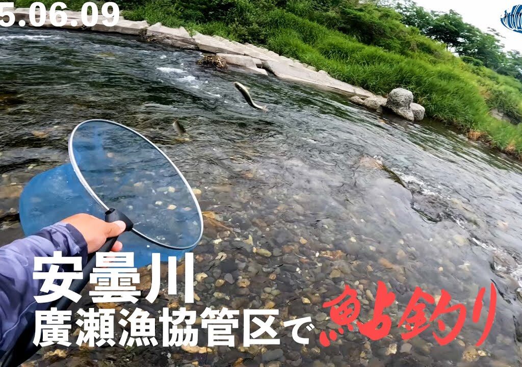 【鮎釣り】安曇川廣瀬漁協管区で鮎釣り！【2025.0609 滋賀県】