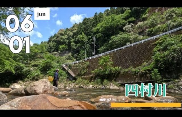 【鮎釣り】2025.6.1 大岩・岩盤の四村川は解禁とは思えないサイズが釣れる！！