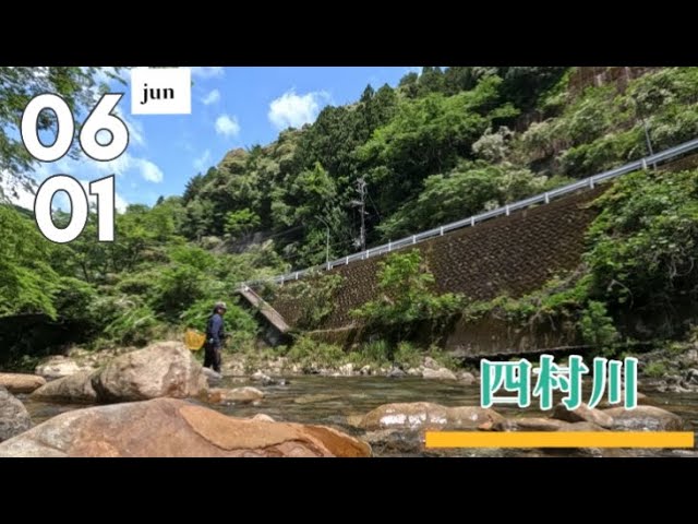 【鮎釣り】2025.6.1 大岩・岩盤の四村川は解禁とは思えないサイズが釣れる！！