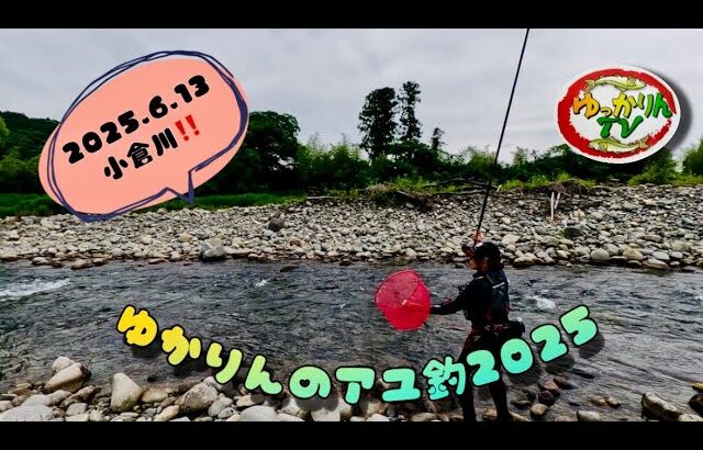 2025.6.13解禁5日目の小倉川、黄色いアユが掛かる‼️