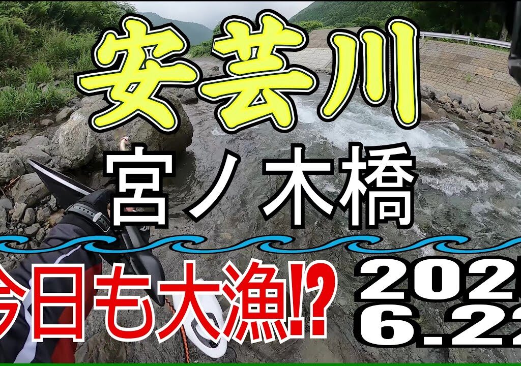 アユの友釣り 安芸川(高知県) 宮ノ木橋 2025.6.22