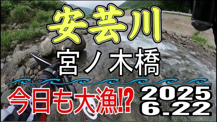 アユの友釣り 安芸川(高知県) 宮ノ木橋 2025.6.22