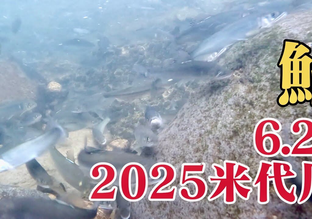 米代川で鮎釣り 2025.6.25ついに上流部到達!数年ぶりの大量遡上!