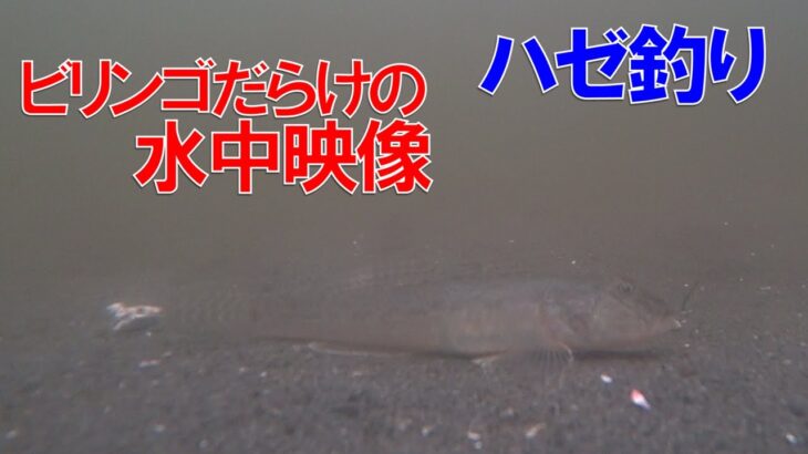 ハゼ釣りであまり釣れない時の水中映像2025.6.8