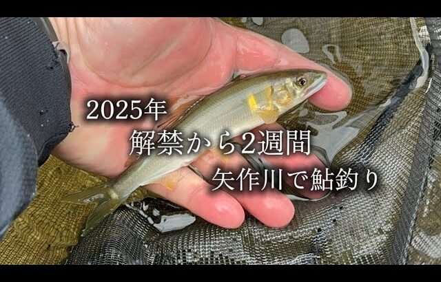 【鮎釣り】2025年解禁から2週間後の矢作川で鮎釣りしてきました。