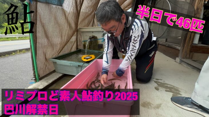 愛知県豊田市巴川鮎釣り解禁2025半日で46匹