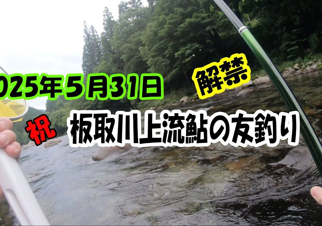 2025年5月31日板取川上流鮎の友釣　解禁日