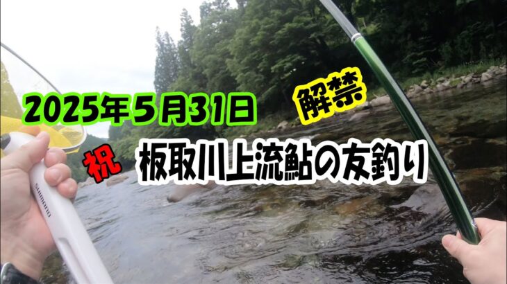 2025年5月31日板取川上流鮎の友釣　解禁日