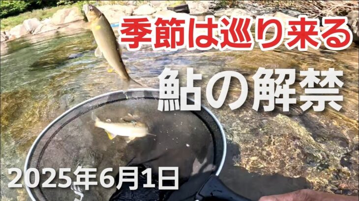 さあ、鮎の待つ清流へ！鮎釣り解禁【2025年6月1日】