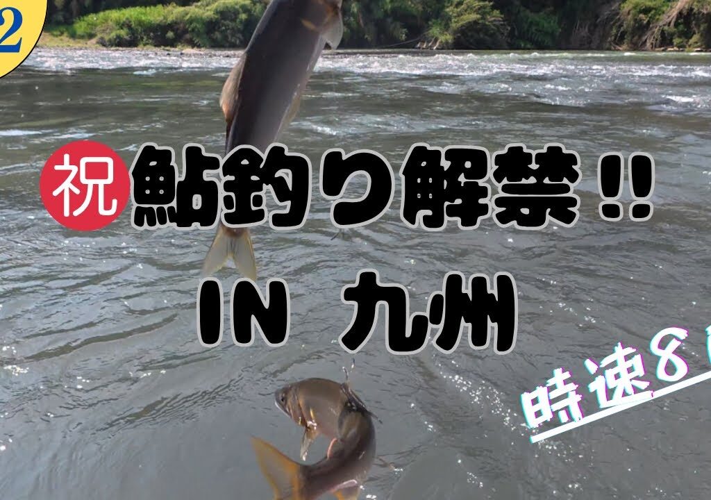 【鮎釣り】2025年6月1日　解禁日の鮎の友釣り