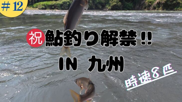 【鮎釣り】2025年6月1日　解禁日の鮎の友釣り
