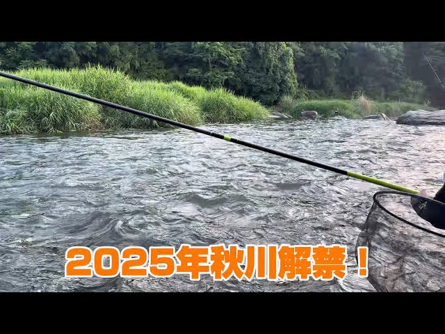 【秋川　鮎釣り】 2025/6/1　残り垢は狙いつつも群れ鮎狙いでなんとか…　　#あきる野市#秋川漁協#秋川#鮎