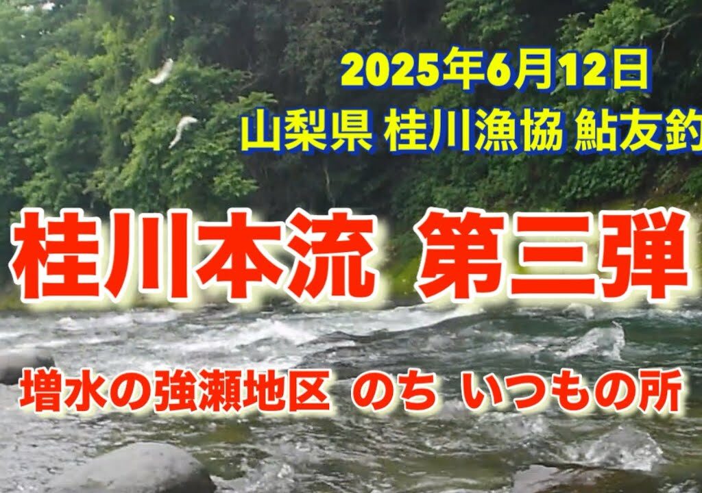 山梨県 桂川漁協 桂川本流 鮎友釣り 2025年6月12日 増水していると言う強瀬地区に行ってみました。が、結局いつもの場所に助けられました😮‍💨
