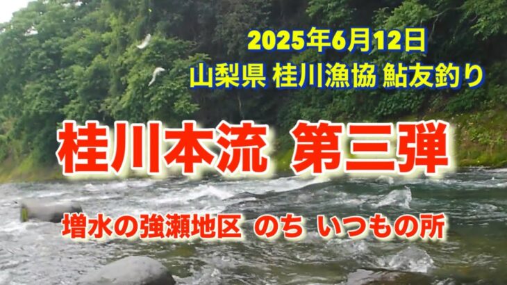 山梨県 桂川漁協 桂川本流 鮎友釣り 2025年6月12日 増水していると言う強瀬地区に行ってみました。が、結局いつもの場所に助けられました😮‍💨