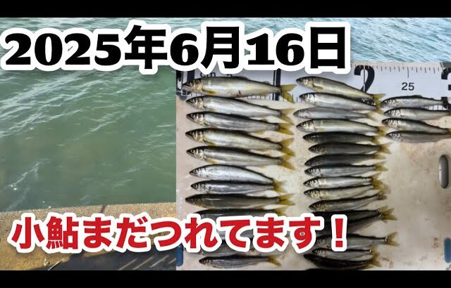 【小鮎釣り】2025年6月16日シーズン終盤ですがまだ釣れてます‼️