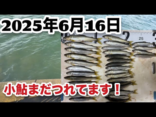 【小鮎釣り】2025年6月16日シーズン終盤ですがまだ釣れてます‼️