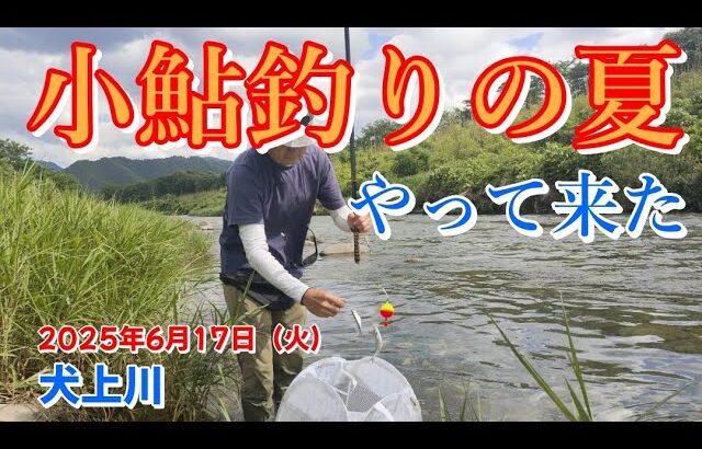 【2025/6/17】夏本番の犬上川で小鮎釣りしてきましたよ。