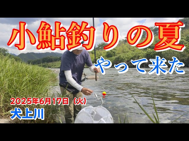 【2025/6/17】夏本番の犬上川で小鮎釣りしてきましたよ。