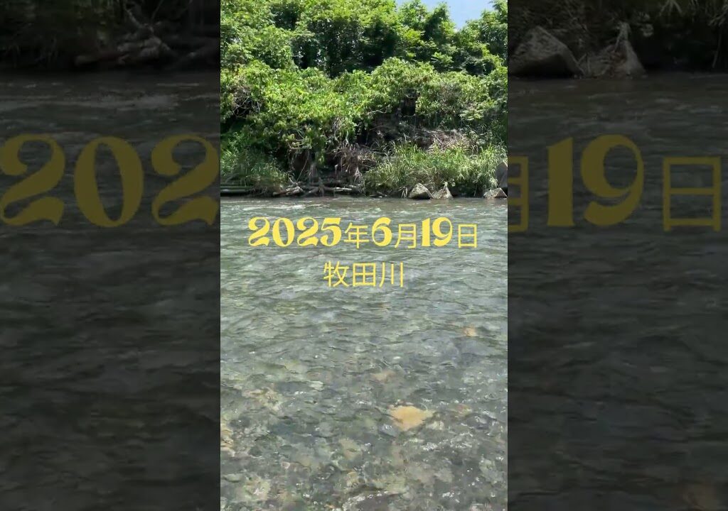 2025年6月19日 牧田川 の様子　 #fishing＃アユイング＃キャスティングアユ＃鮎ルアー＃アユルアー＃ゆっくり釣り＃鮎解禁