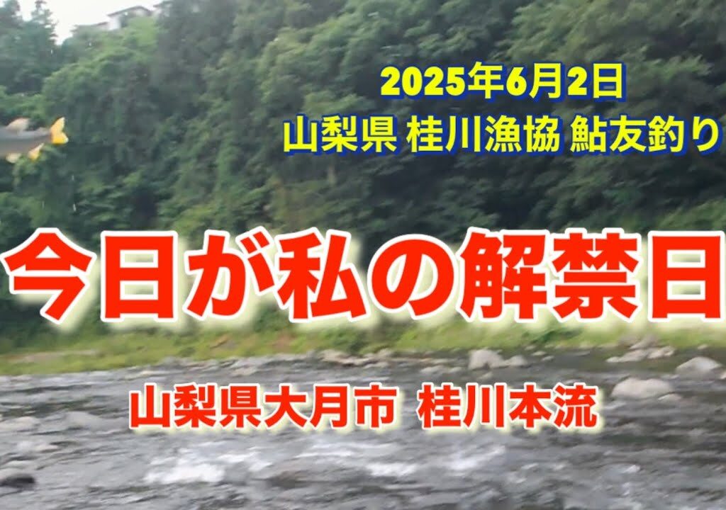 山梨県 桂川漁協 桂川本流 鮎友釣り 2025年6月2日 今年も無事 解禁出来ました🤗