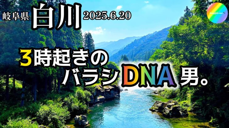【鮎釣り2025】白川（岐阜県）｜6月20日（金）【友釣り】