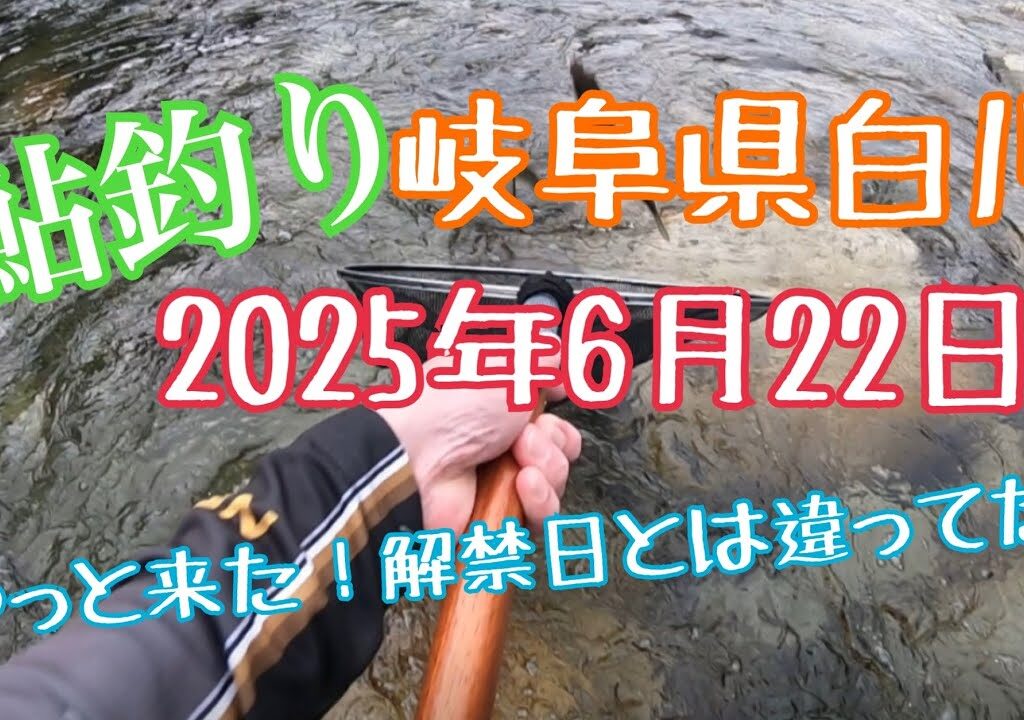 鮎釣り　岐阜県白川　2025年6月22日 鮎釣り初心者はこんな釣りかたをしてる🎣