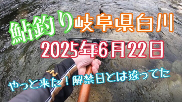 鮎釣り　岐阜県白川　2025年6月22日 鮎釣り初心者はこんな釣りかたをしてる🎣