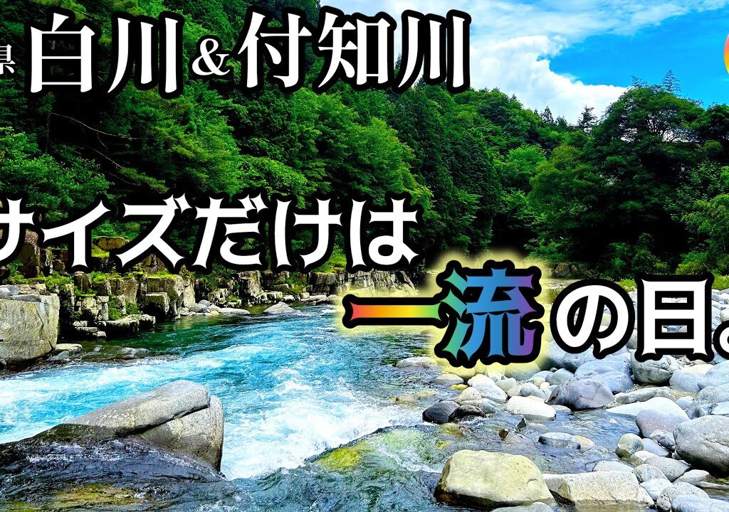 【鮎釣り2025】白川、付知川（岐阜県）｜6月25日（水）【友釣り】