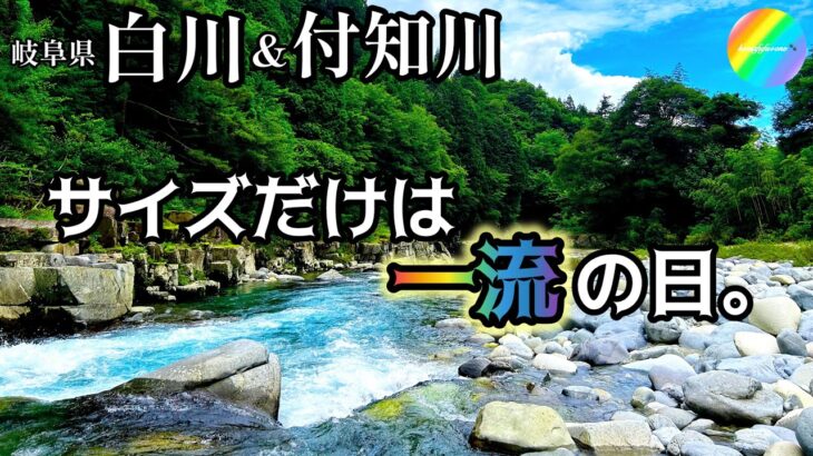 【鮎釣り2025】白川、付知川（岐阜県）｜6月25日（水）【友釣り】