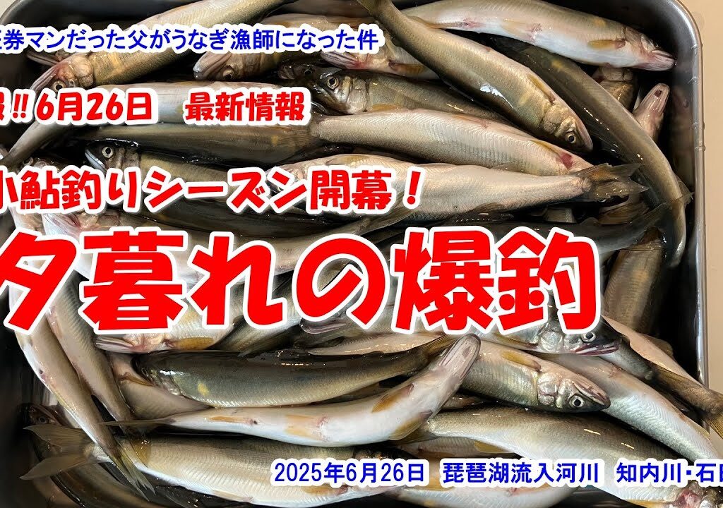【夕暮れの爆釣！小鮎釣りシーズン開幕！】速報‼2025年6月26日最新情報　琵琶湖流入河川　知内川　石田川