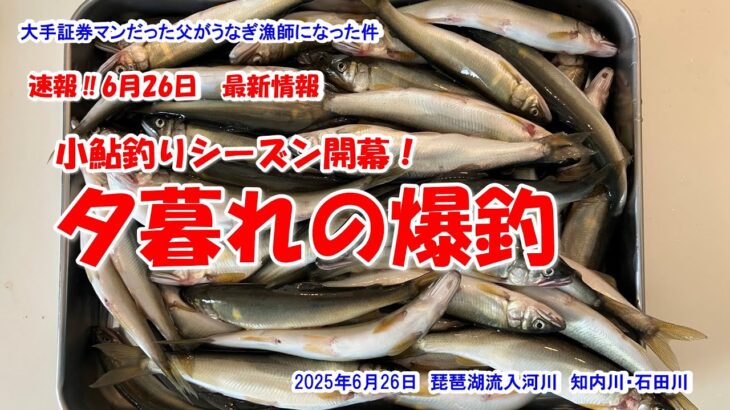 【夕暮れの爆釣！小鮎釣りシーズン開幕！】速報‼2025年6月26日最新情報　琵琶湖流入河川　知内川　石田川
