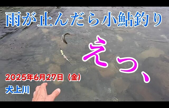 【2025/6/27】雨上がりの犬上川で小鮎釣りしてきました。