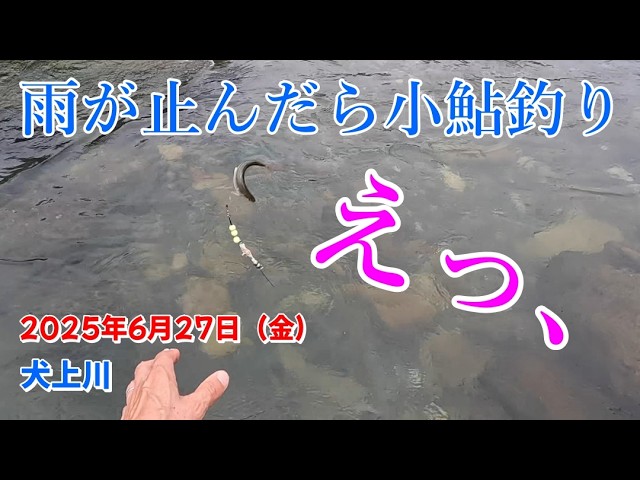 【2025/6/27】雨上がりの犬上川で小鮎釣りしてきました。