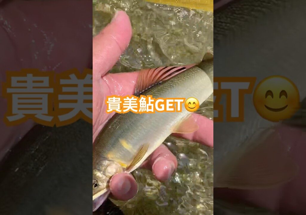 2025年6月29日、貴志川の鮎釣り❗️込み31匹😆