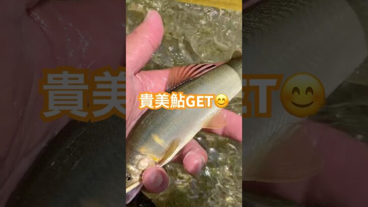 2025年6月29日、貴志川の鮎釣り❗️込み31匹😆
