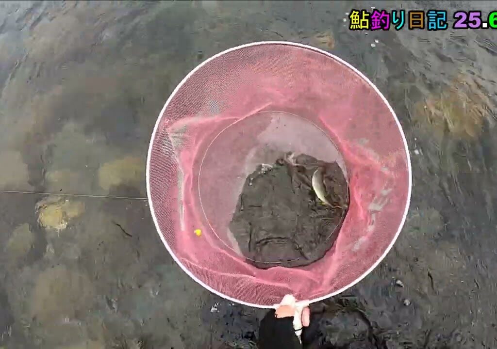 鮎釣り日記 25 6 27
