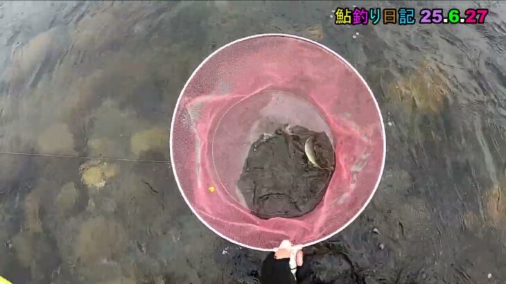 鮎釣り日記 25 6 27